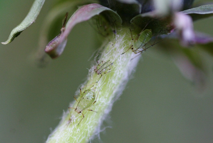 Afidi verdi su tarassaco:  cfr. Aulacorthum solani (Aphididae)