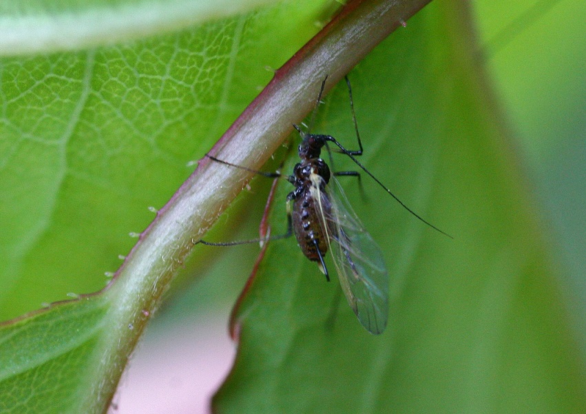 Afide alato nero su rosa: Uroleucon sp. (Aphididae)