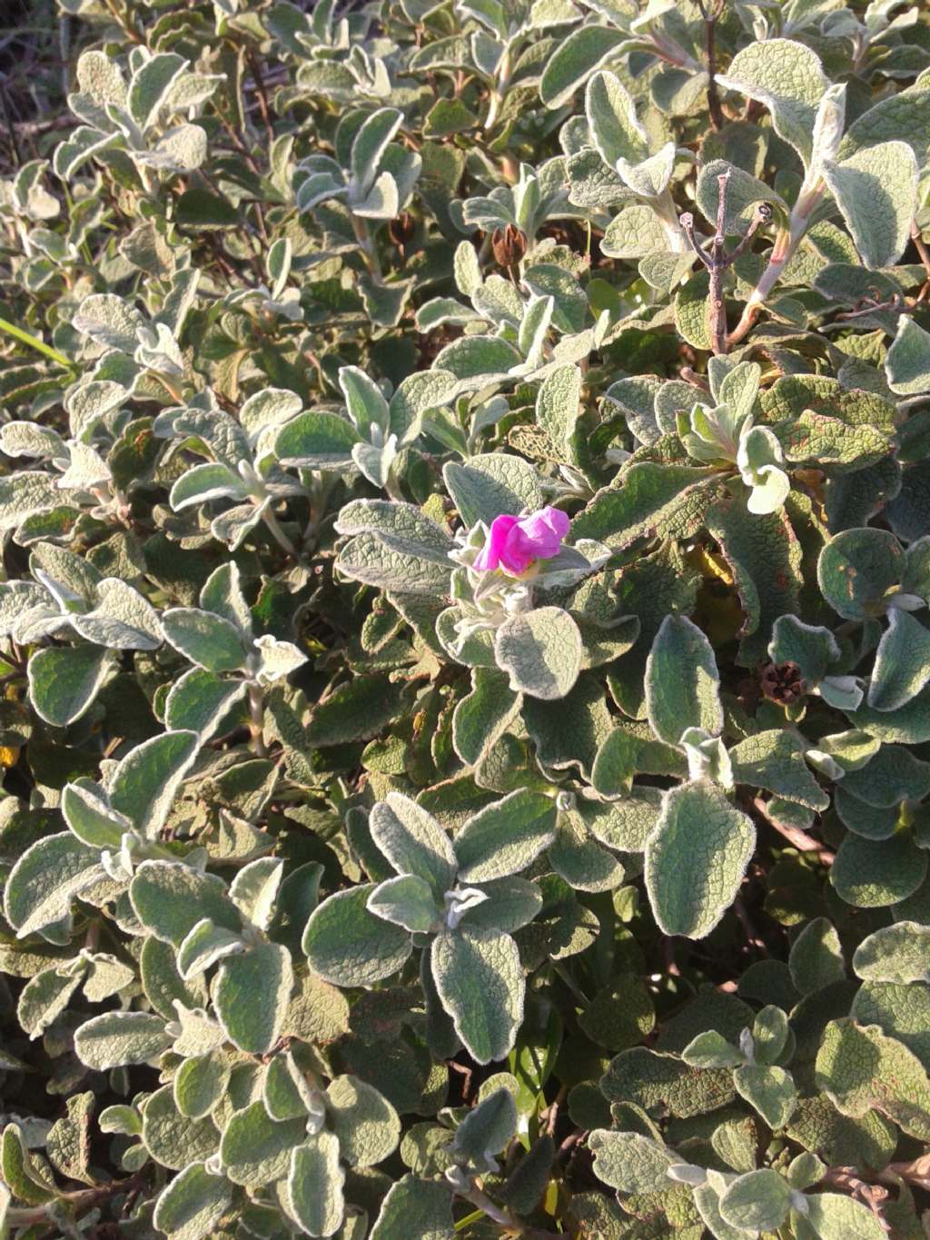 Simil Salvia - Cistus creticus subsp. eriocephalus
