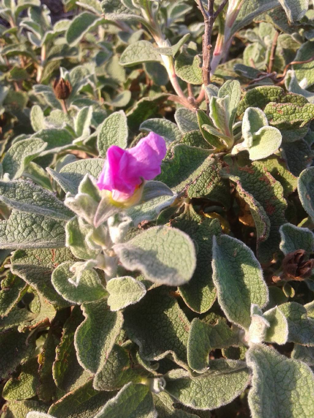 Simil Salvia - Cistus creticus subsp. eriocephalus