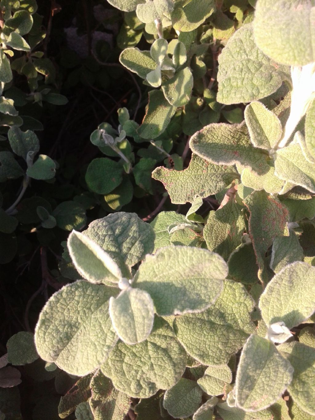 Simil Salvia - Cistus creticus subsp. eriocephalus