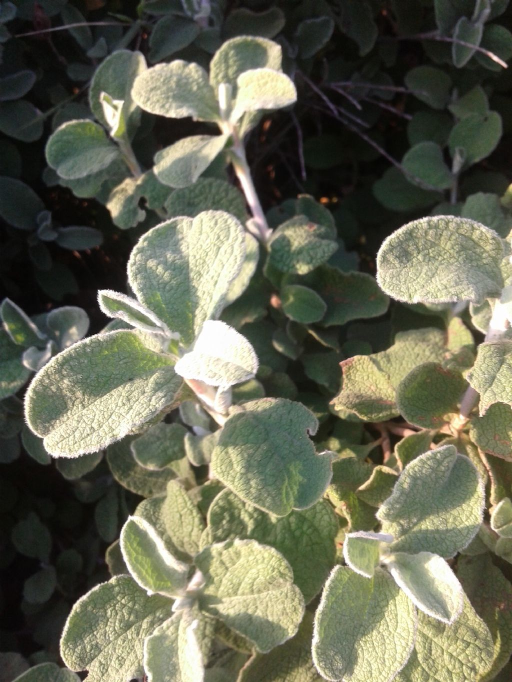 Simil Salvia - Cistus creticus subsp. eriocephalus