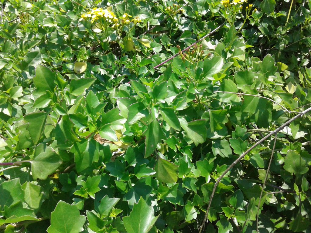 Pianta sul dirupo:  Senecio angulatus (Asteraceae)