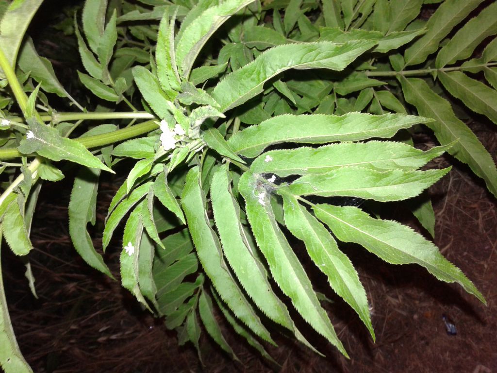 Pianta in notturna: Sambucus ebulus (Adoxaceae)
