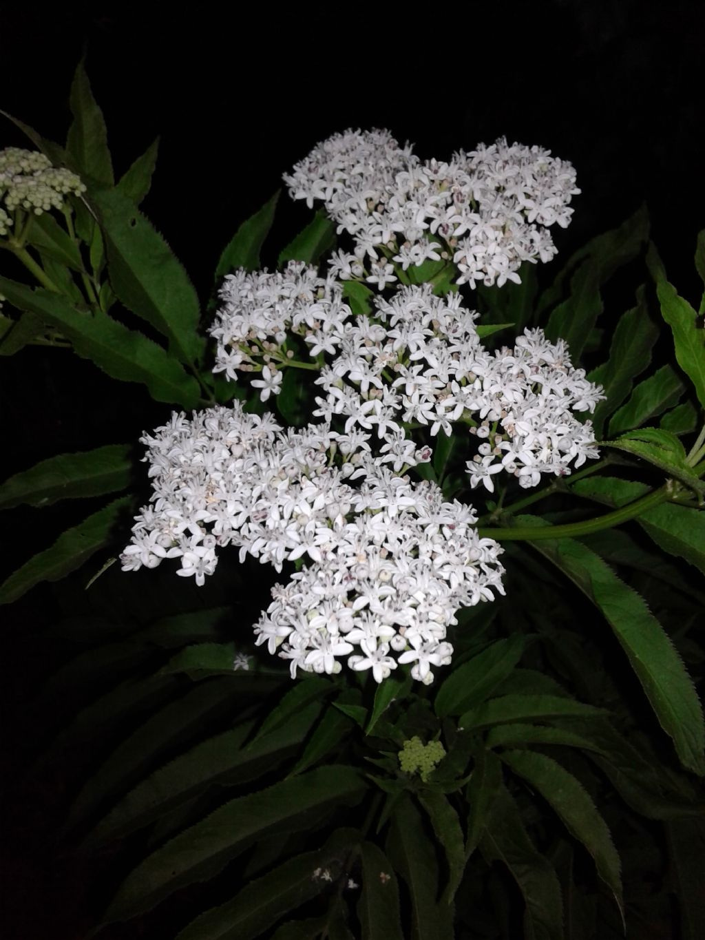 Pianta in notturna: Sambucus ebulus (Adoxaceae)