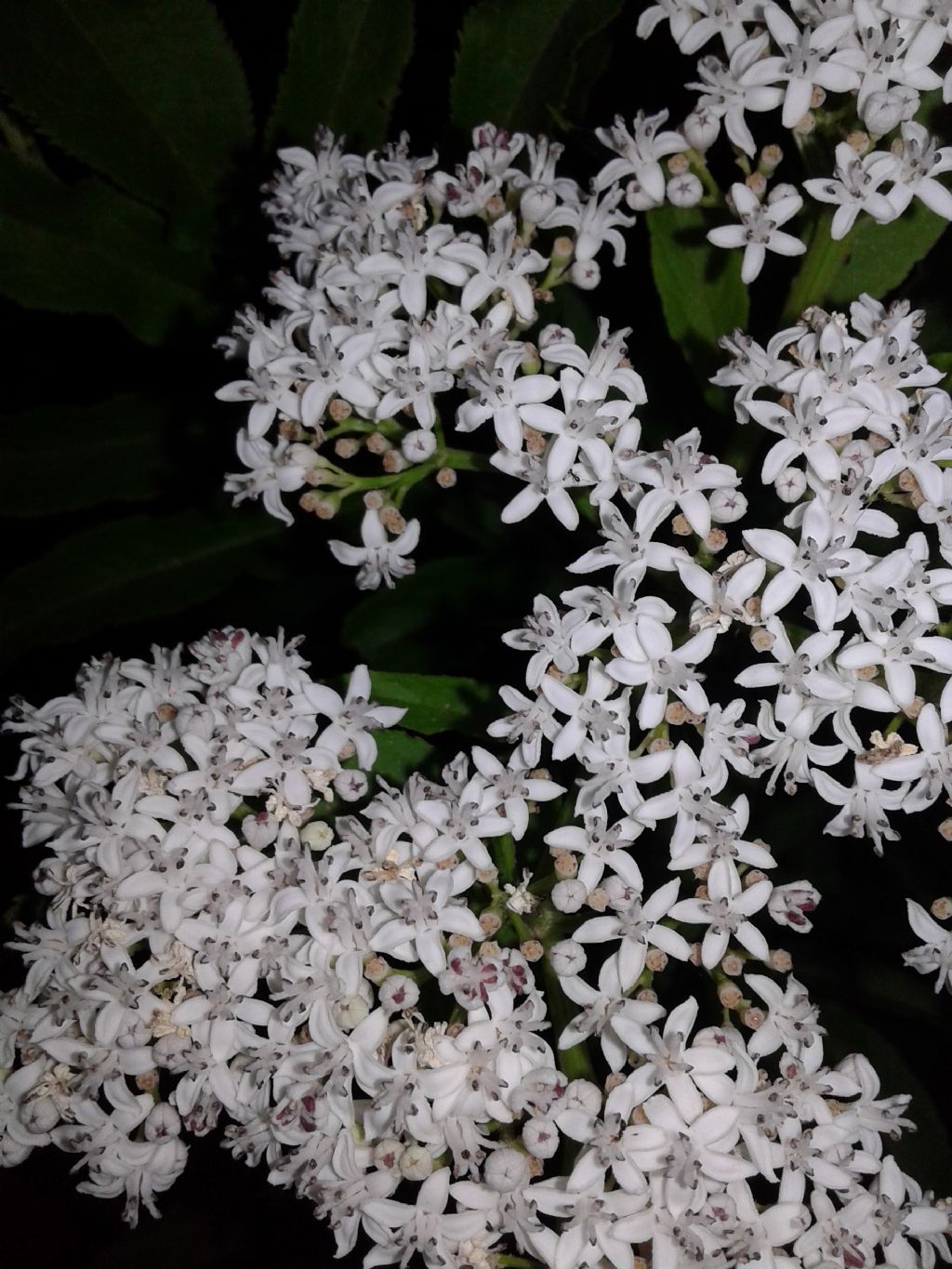 Pianta in notturna: Sambucus ebulus (Adoxaceae)