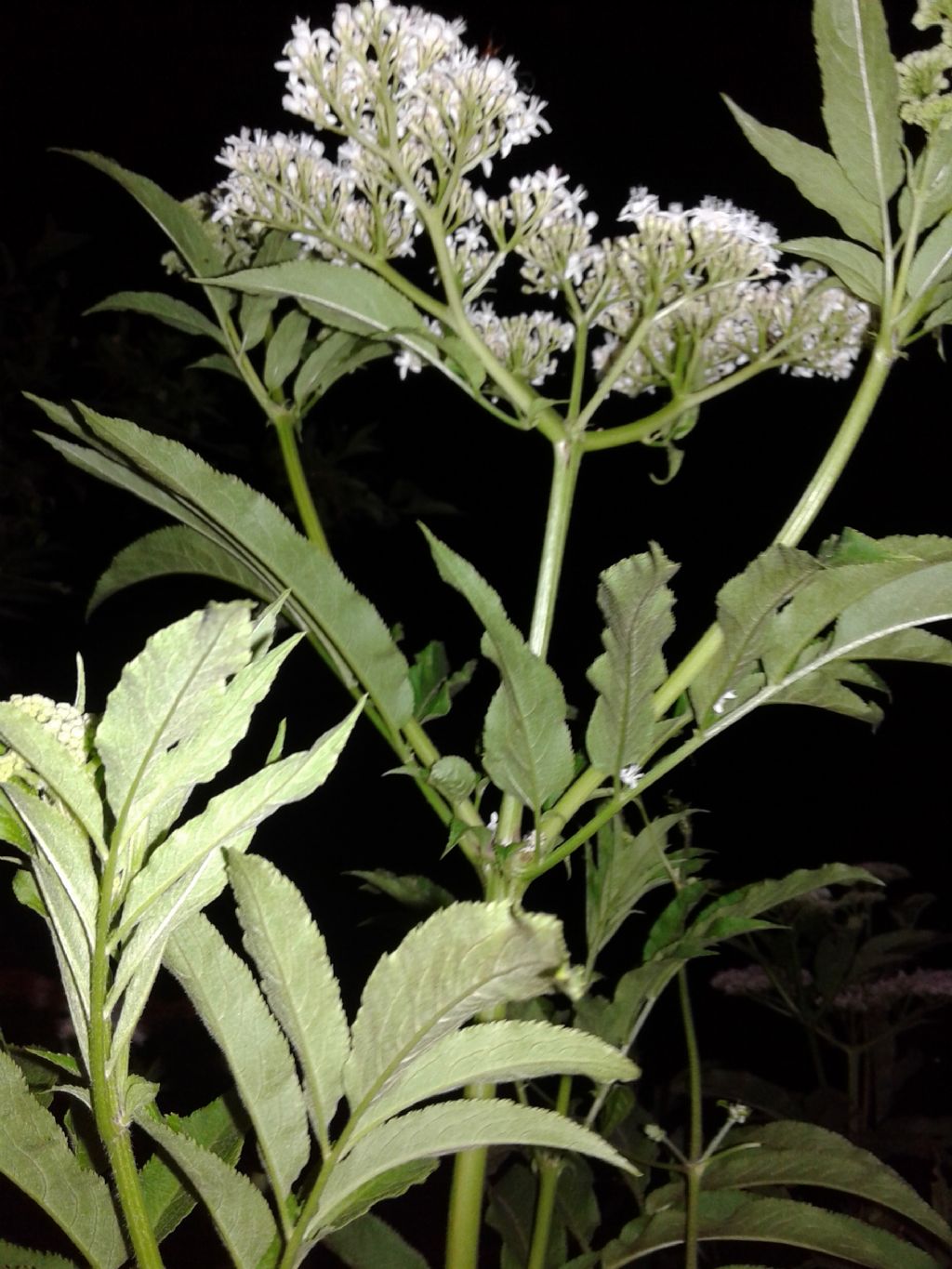 Pianta in notturna: Sambucus ebulus (Adoxaceae)