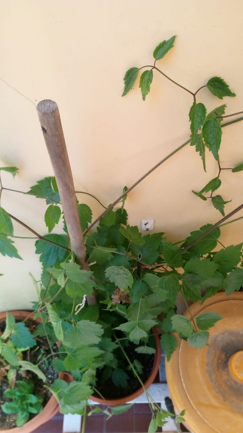 Pianta infestante?  S�, Clematis sp. (Ranunculaceae)