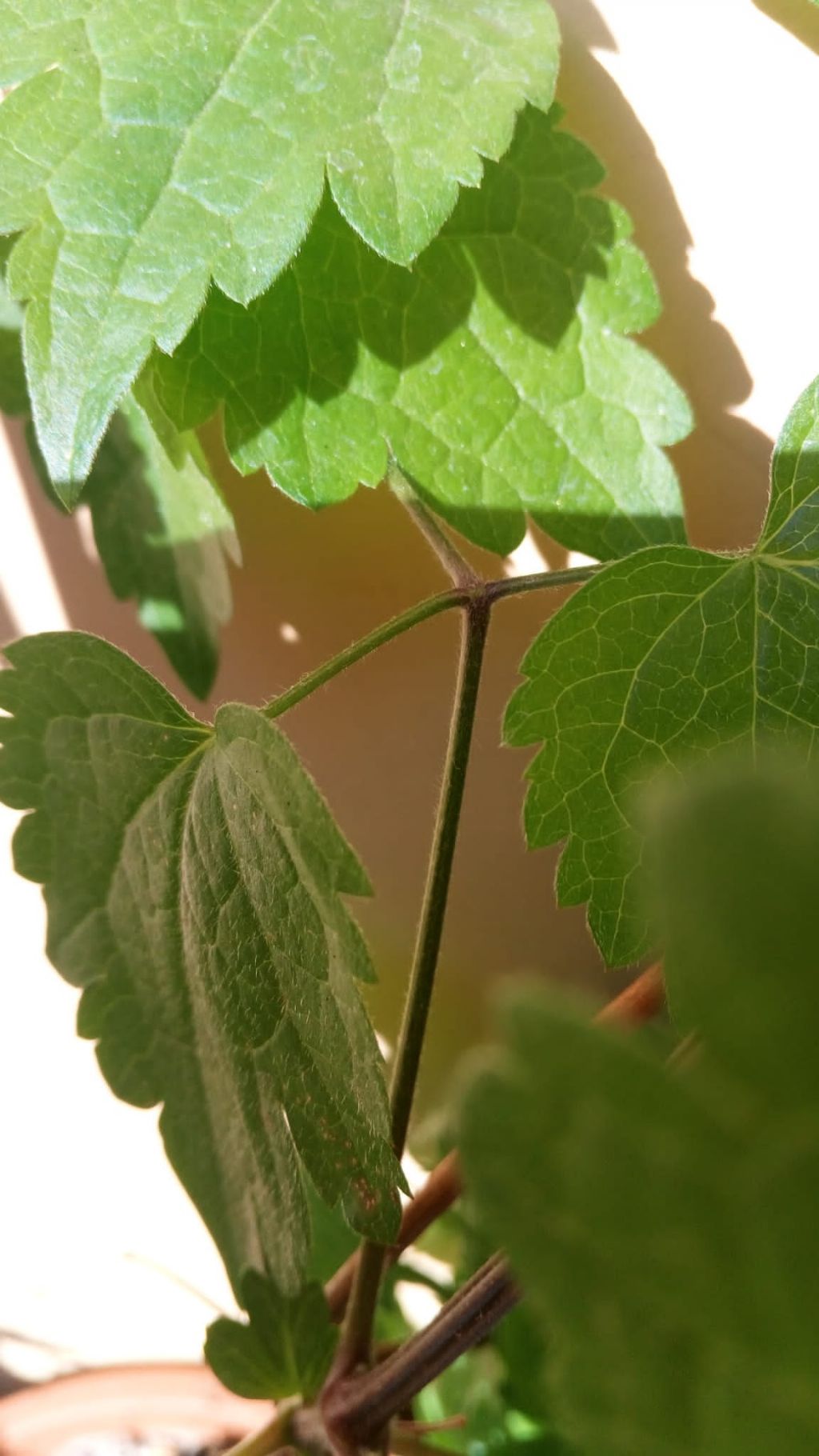 Pianta infestante?  S�, Clematis sp. (Ranunculaceae)