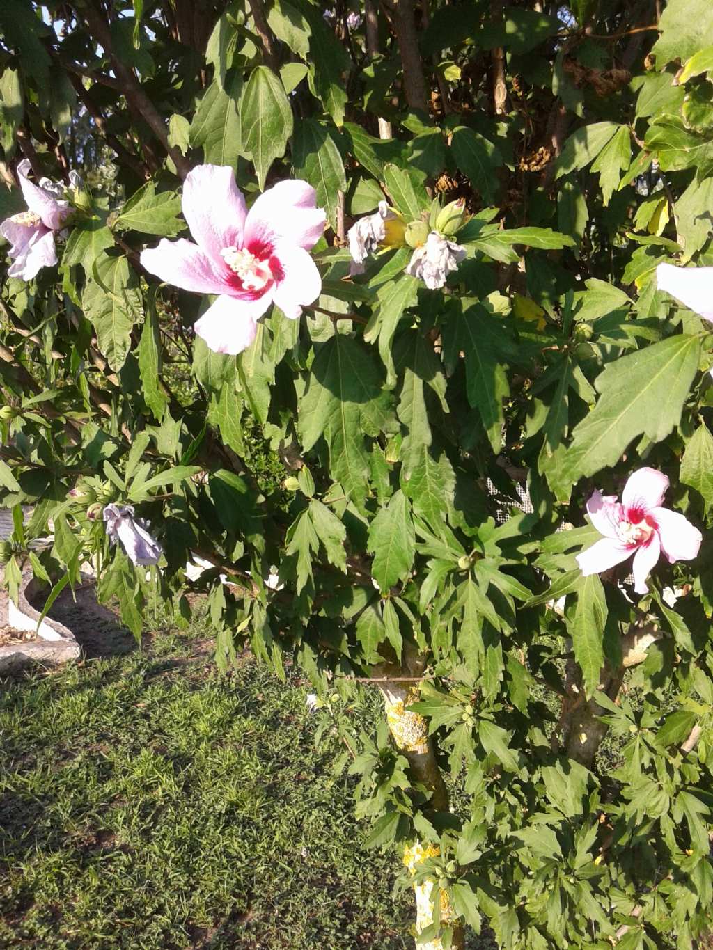 cv di Hibiscus syriacus  (Malvaceae)