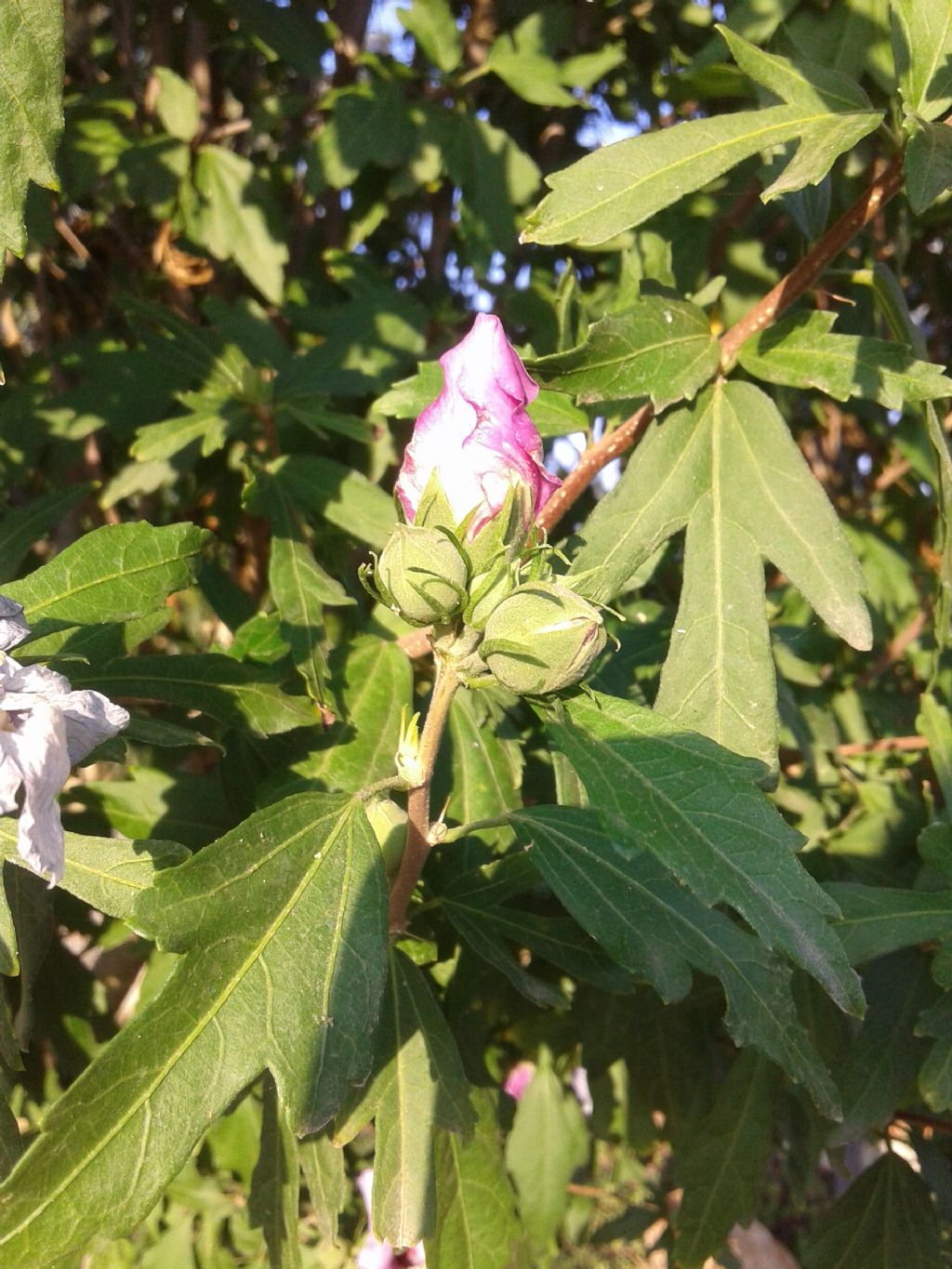 cv di Hibiscus syriacus  (Malvaceae)