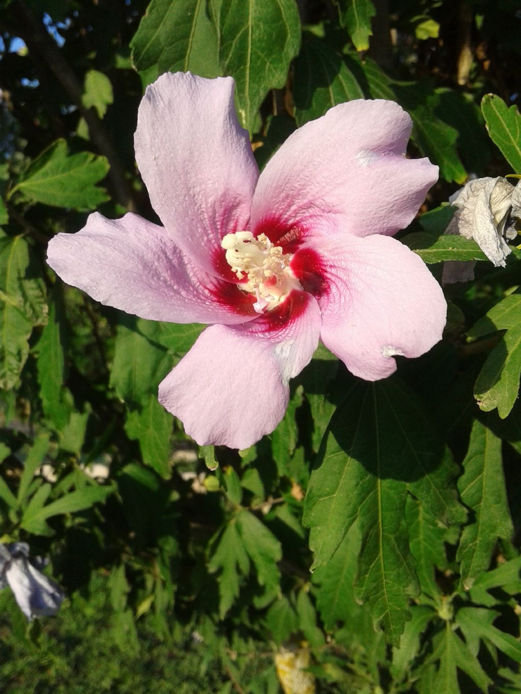 cv di Hibiscus syriacus  (Malvaceae)