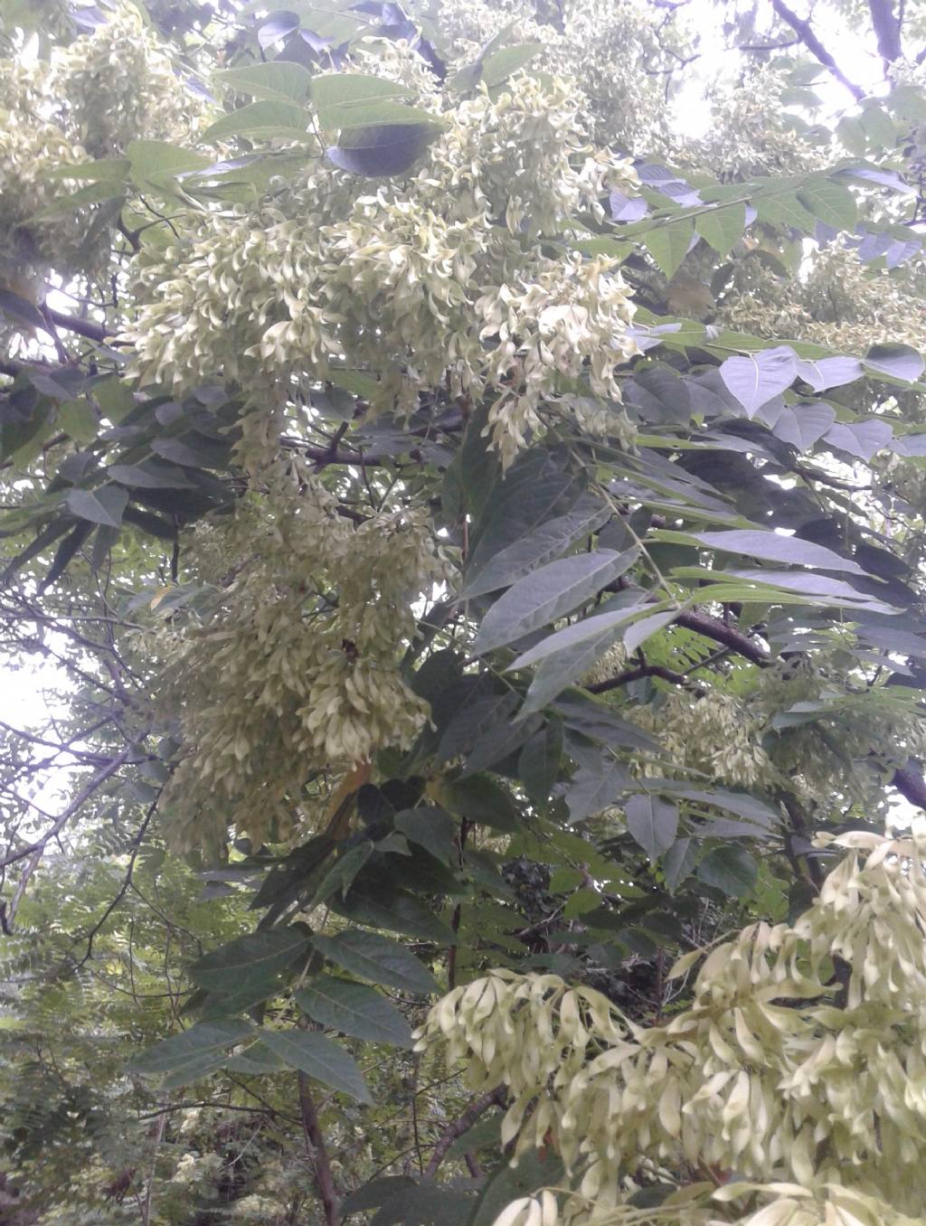 Albero ENORME: Ailanthus altissima (Sapindales Simaroubaceae)
