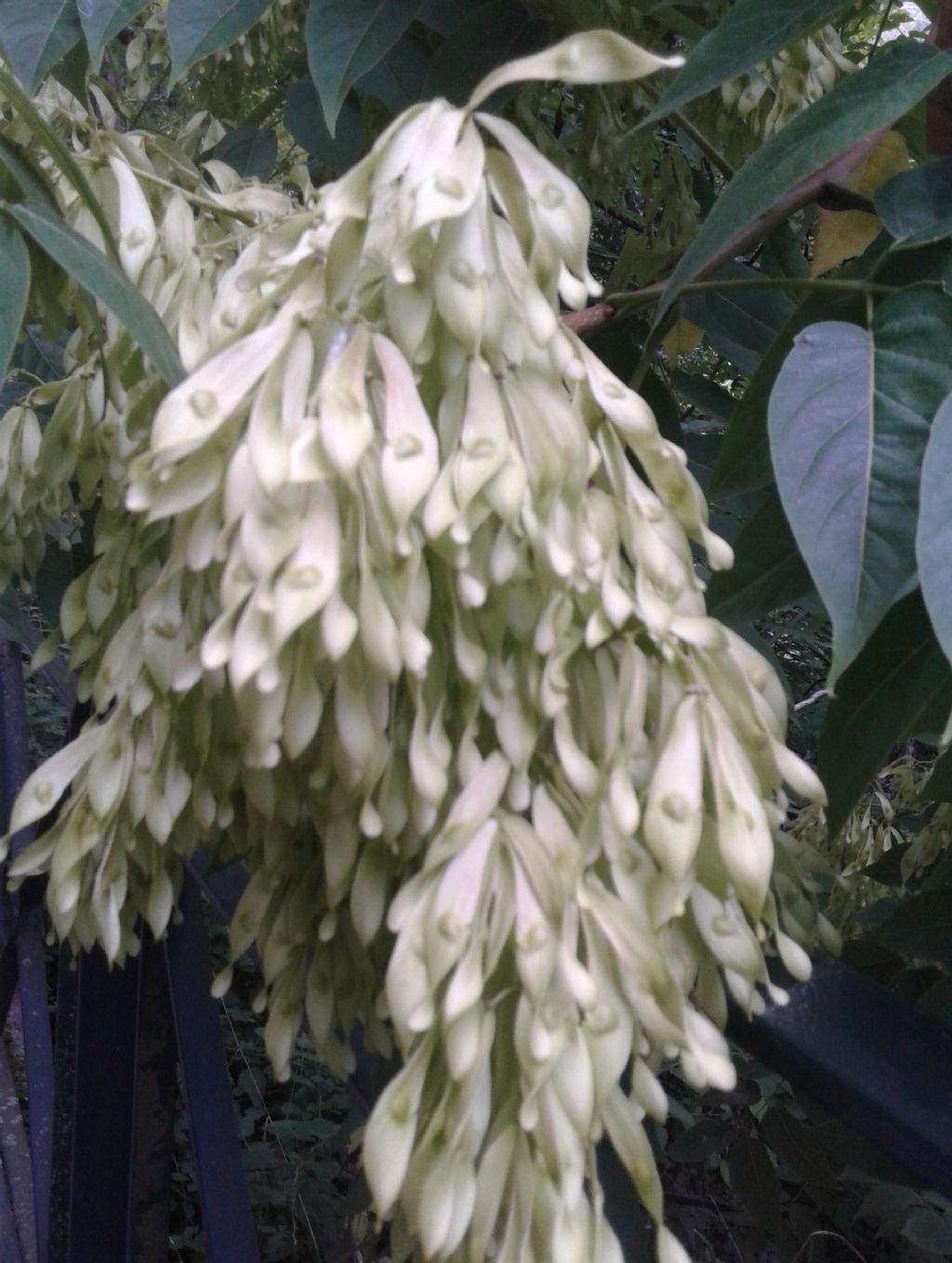 Albero ENORME: Ailanthus altissima (Sapindales Simaroubaceae)