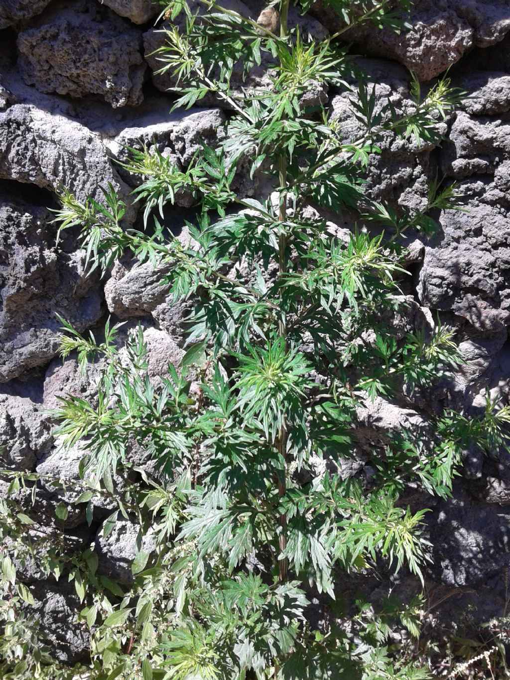 Pianta 2 metri: Artemisia vulgaris