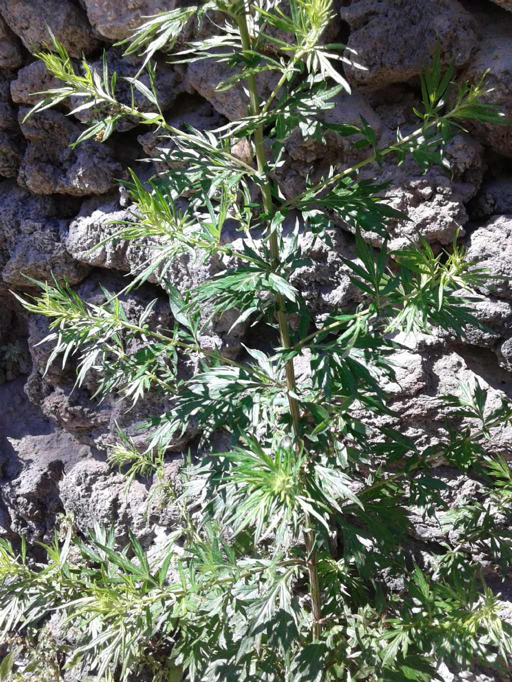 Pianta 2 metri: Artemisia vulgaris