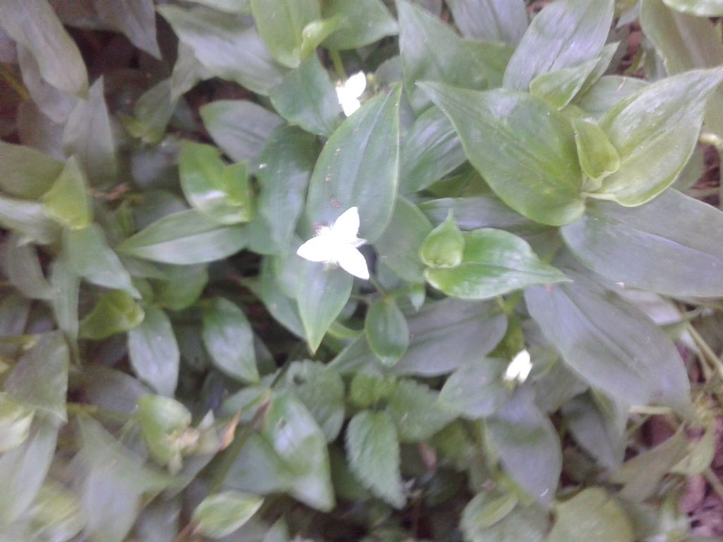 Fiori bianchi triangolari: Tradescantia fluminensis da confermare