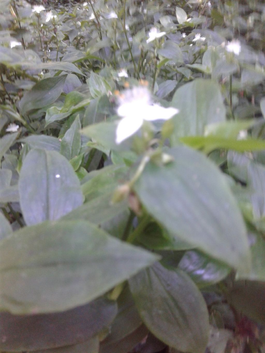 Fiori bianchi triangolari: Tradescantia fluminensis da confermare