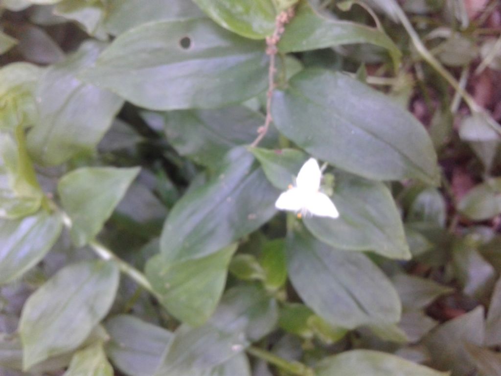 Fiori bianchi triangolari: Tradescantia fluminensis da confermare