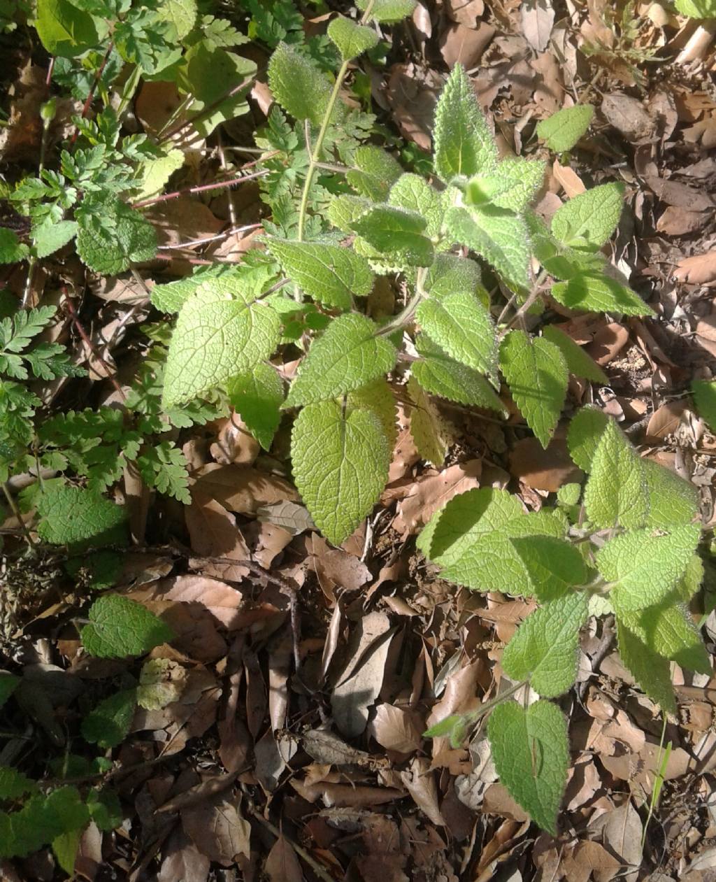 Sottobosco: Stachys sylvatica (Lamiaceae)