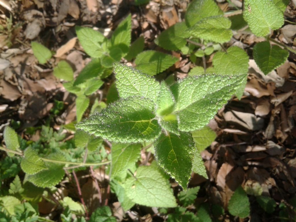 Sottobosco: Stachys sylvatica (Lamiaceae)