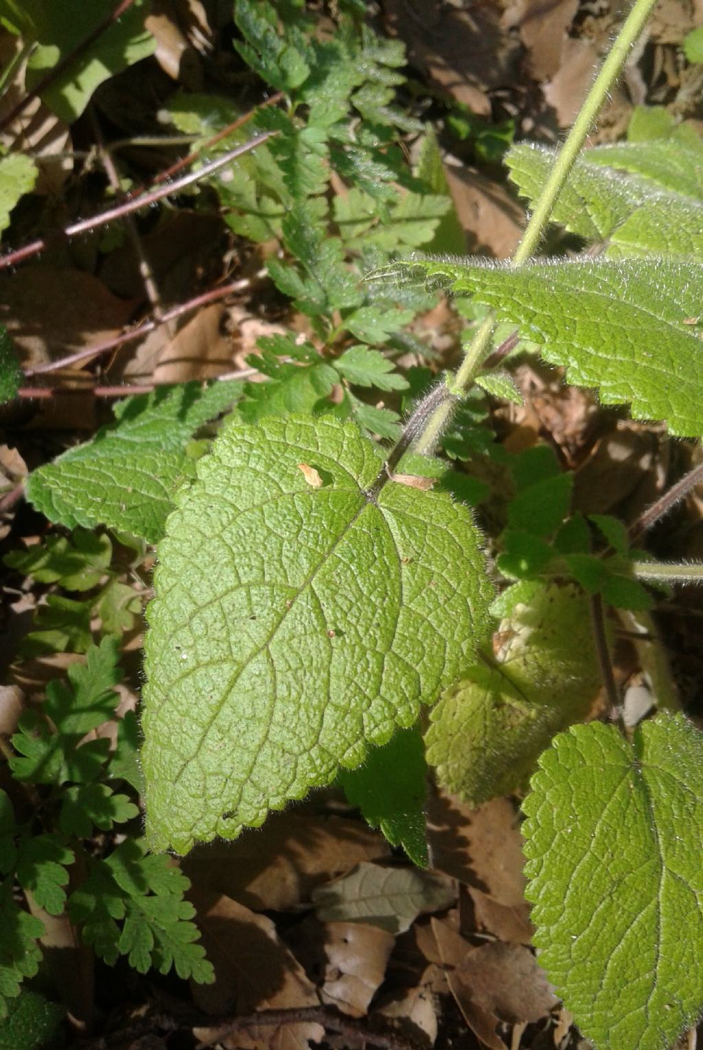 Sottobosco: Stachys sylvatica (Lamiaceae)