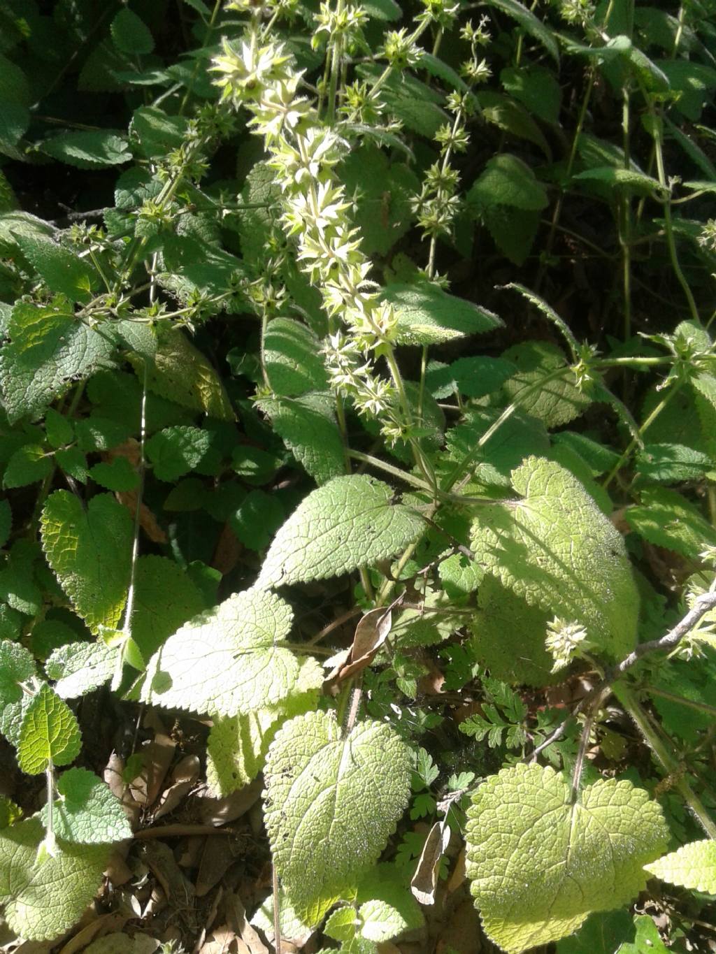 Sottobosco: Stachys sylvatica (Lamiaceae)