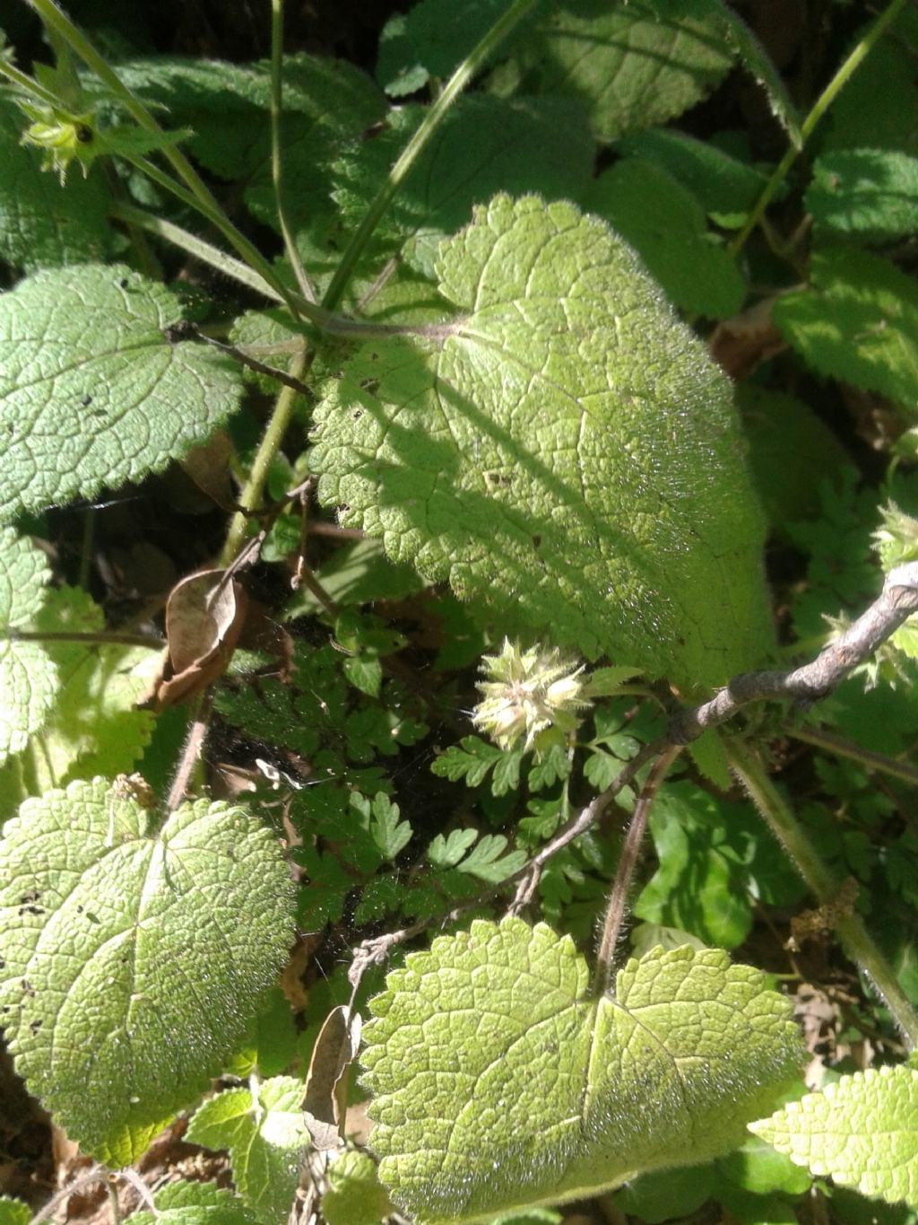 Sottobosco: Stachys sylvatica (Lamiaceae)