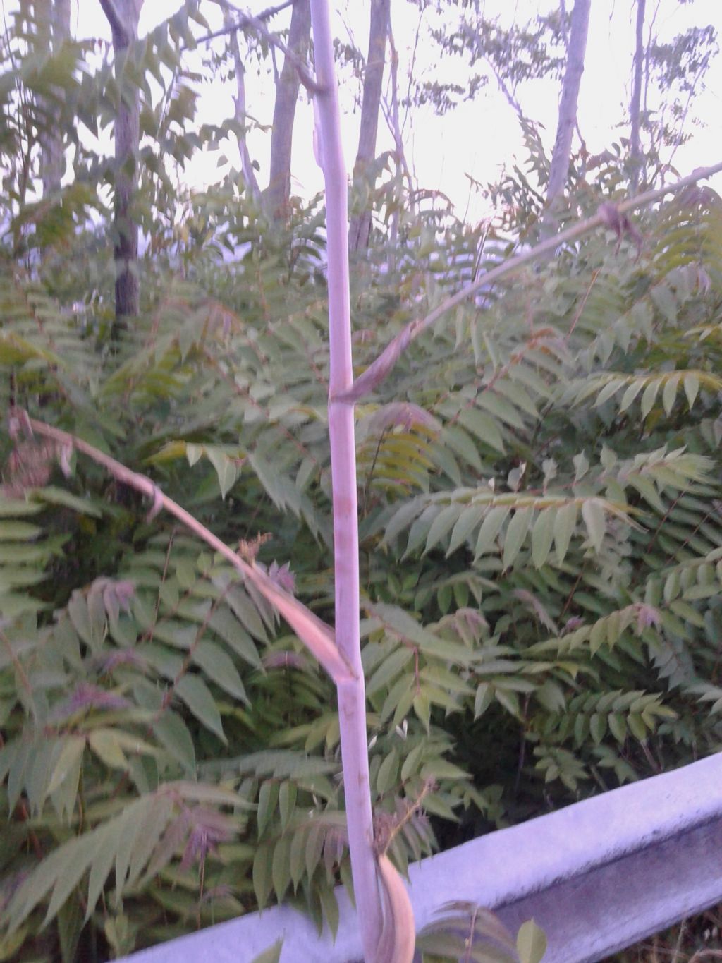 Al tramonto:   Ferula communis  (Apiaceae), con Ailanthus altissima in secondo piano