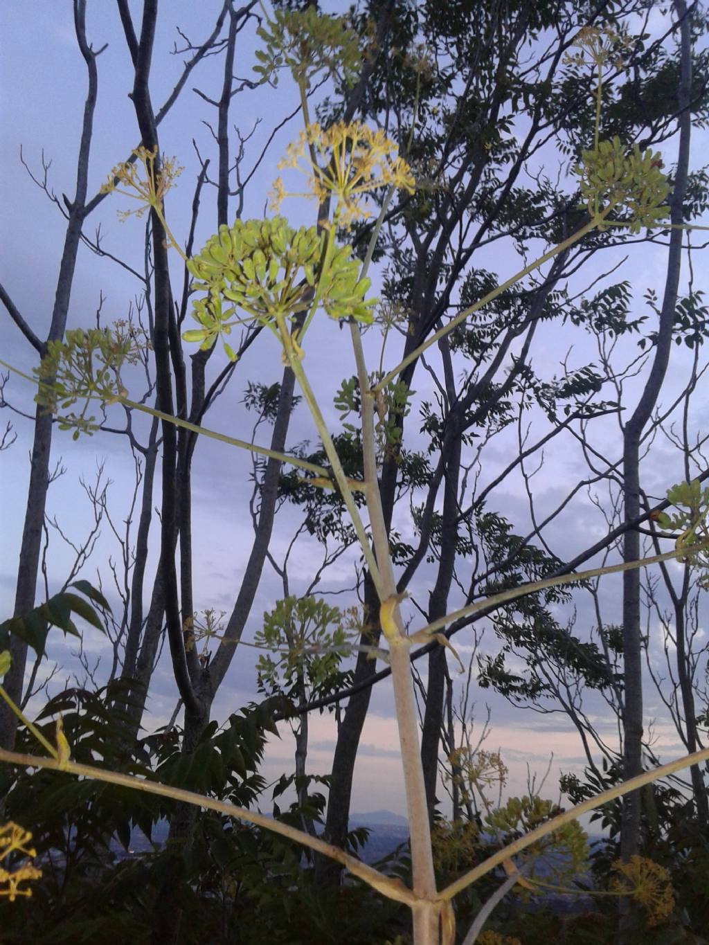 Al tramonto:   Ferula communis  (Apiaceae), con Ailanthus altissima in secondo piano