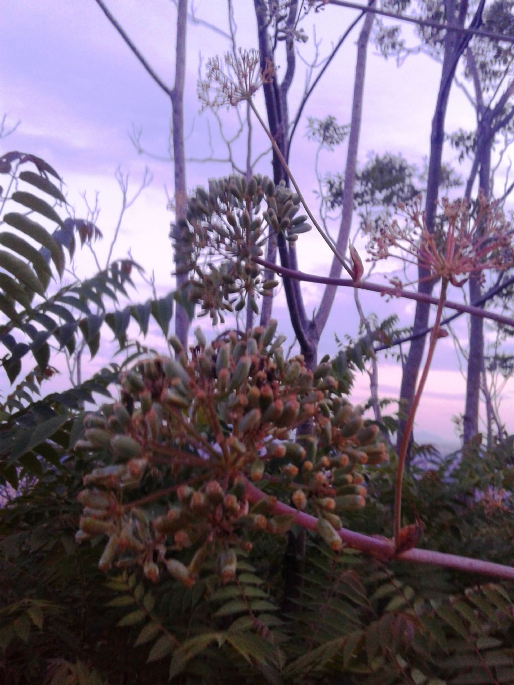 Al tramonto:   Ferula communis  (Apiaceae), con Ailanthus altissima in secondo piano
