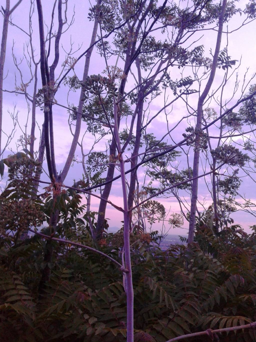 Al tramonto:   Ferula communis  (Apiaceae), con Ailanthus altissima in secondo piano