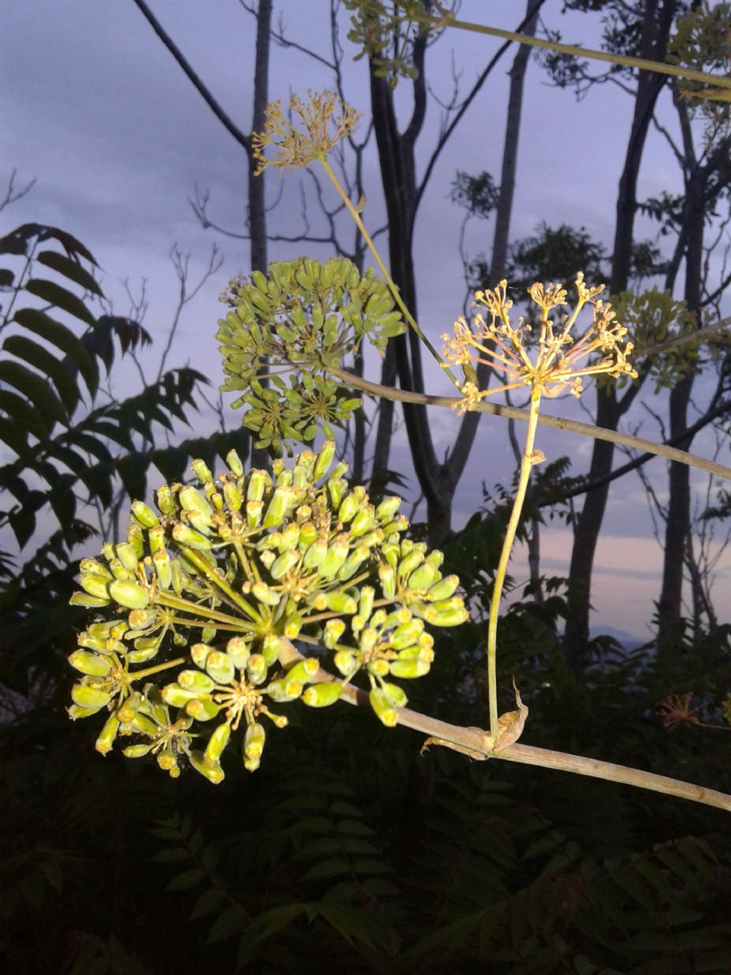 Al tramonto:   Ferula communis  (Apiaceae), con Ailanthus altissima in secondo piano