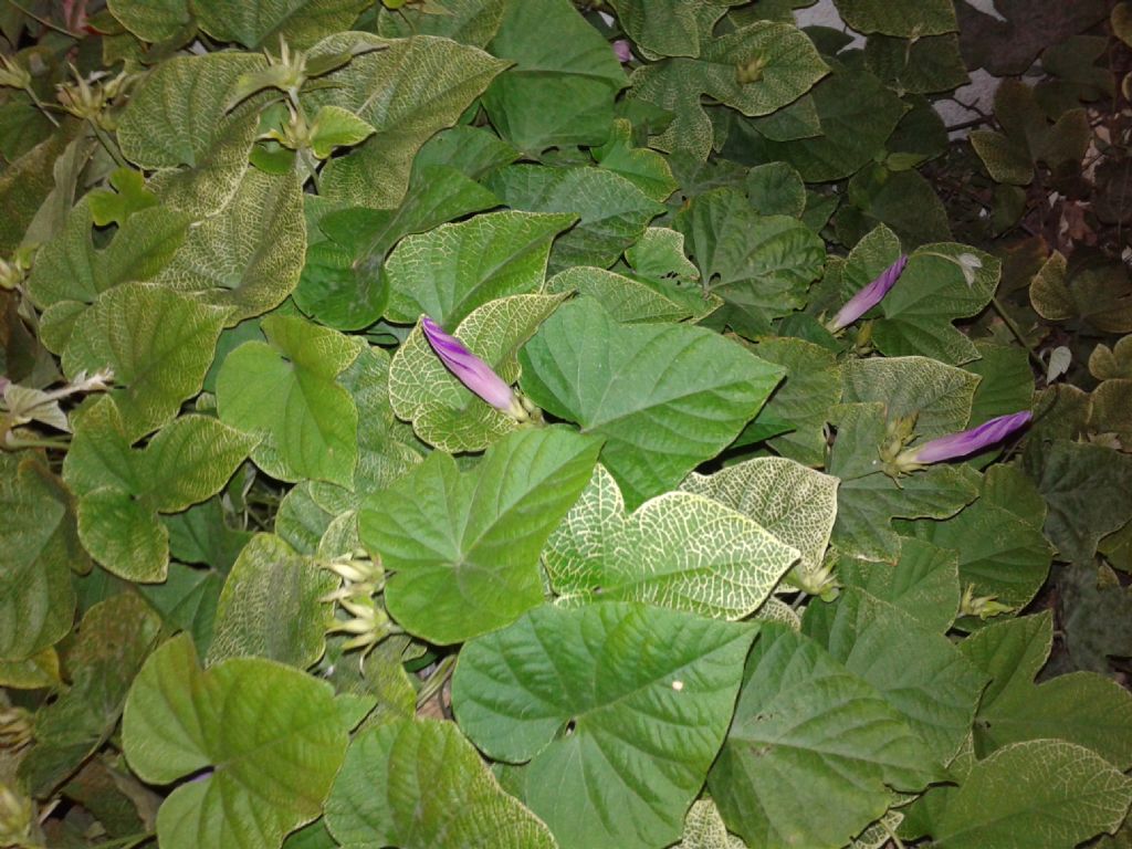 Ipomoea indica / Campanella perenne