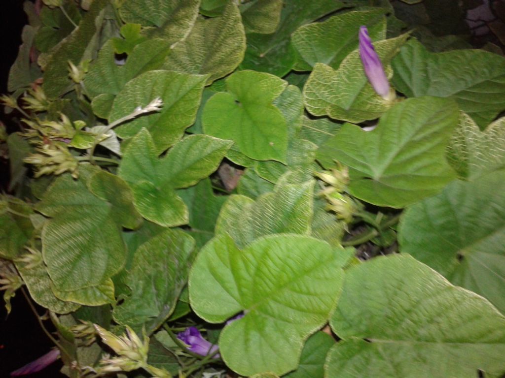 Ipomoea indica / Campanella perenne