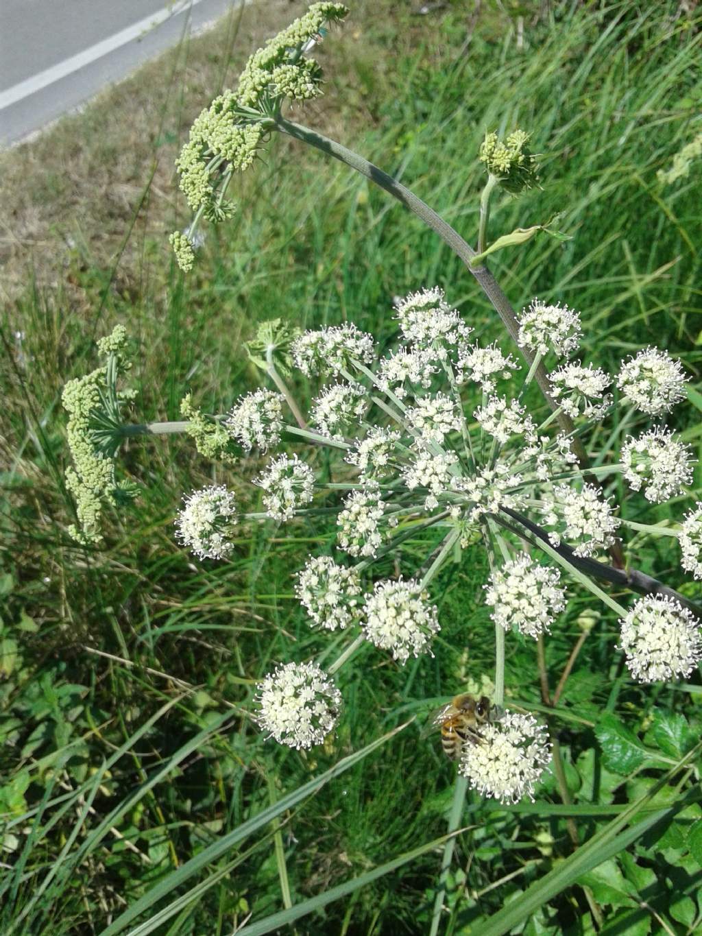 Ombrellifera gigante: Angelica sylvestris