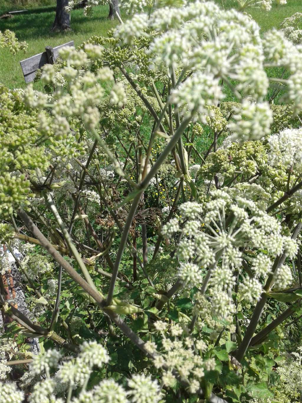 Ombrellifera gigante: Angelica sylvestris