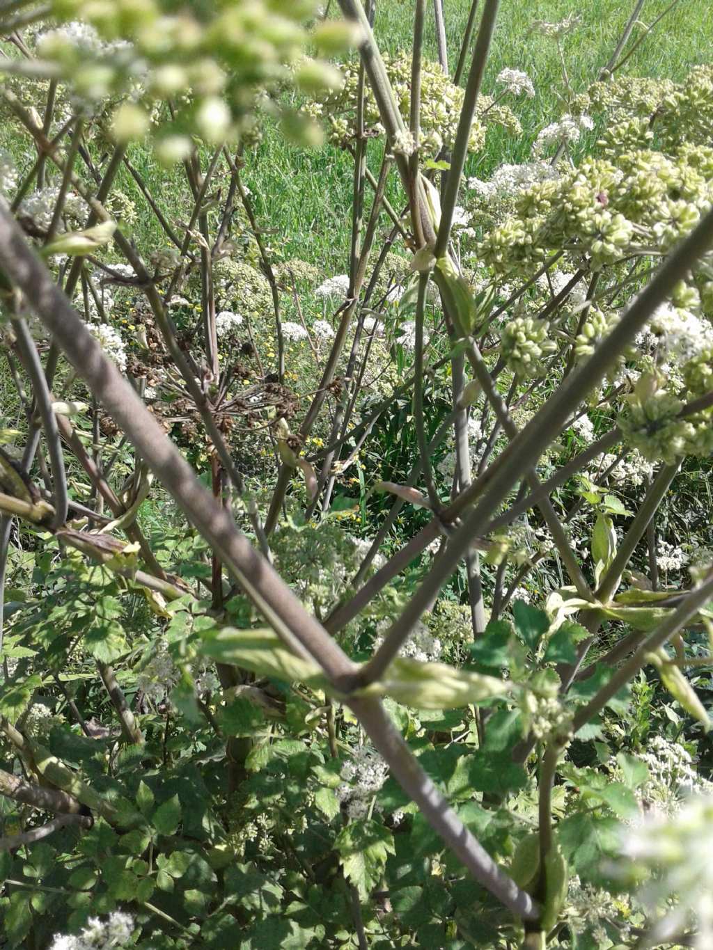 Ombrellifera gigante: Angelica sylvestris