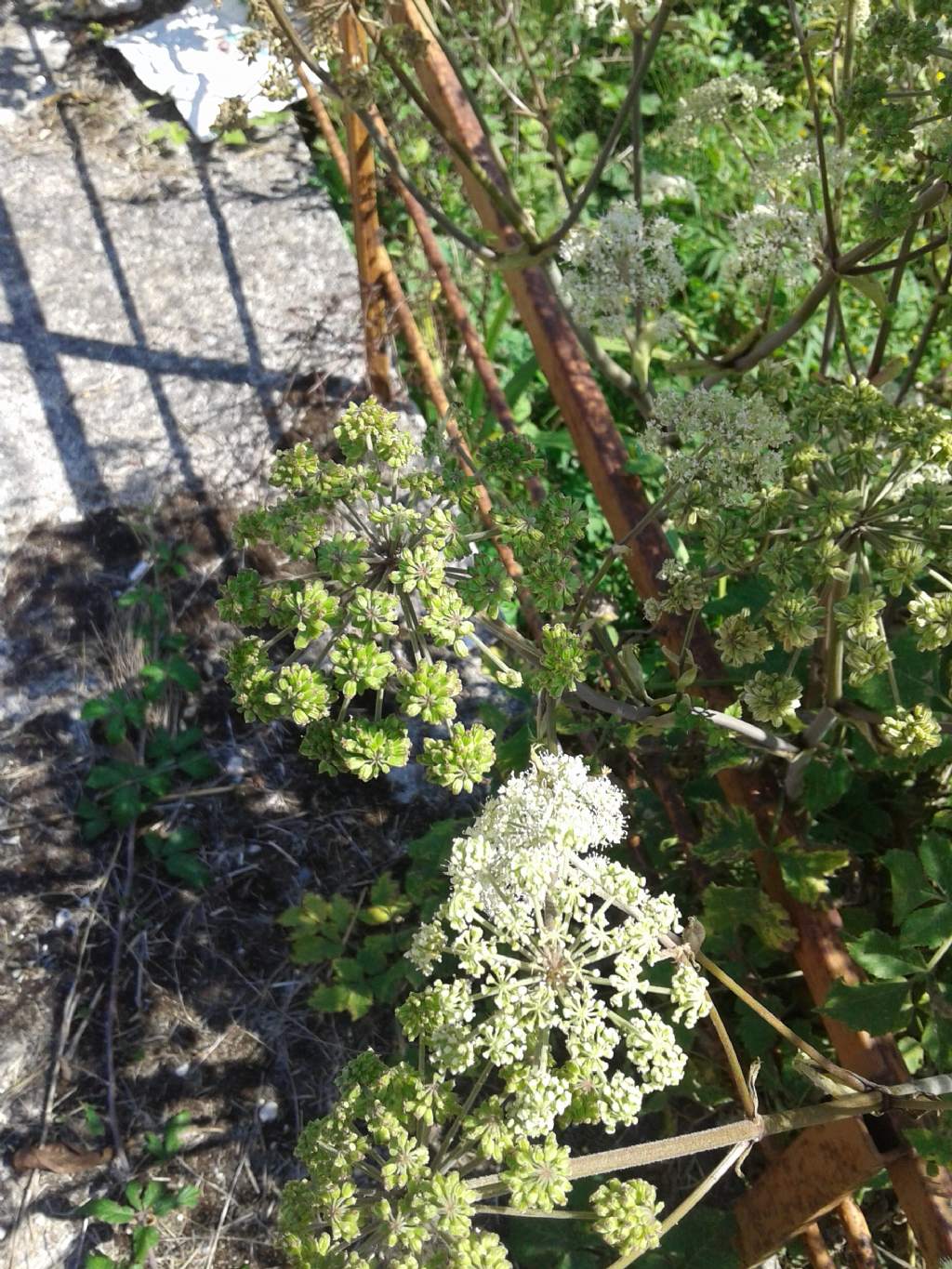 Ombrellifera gigante: Angelica sylvestris