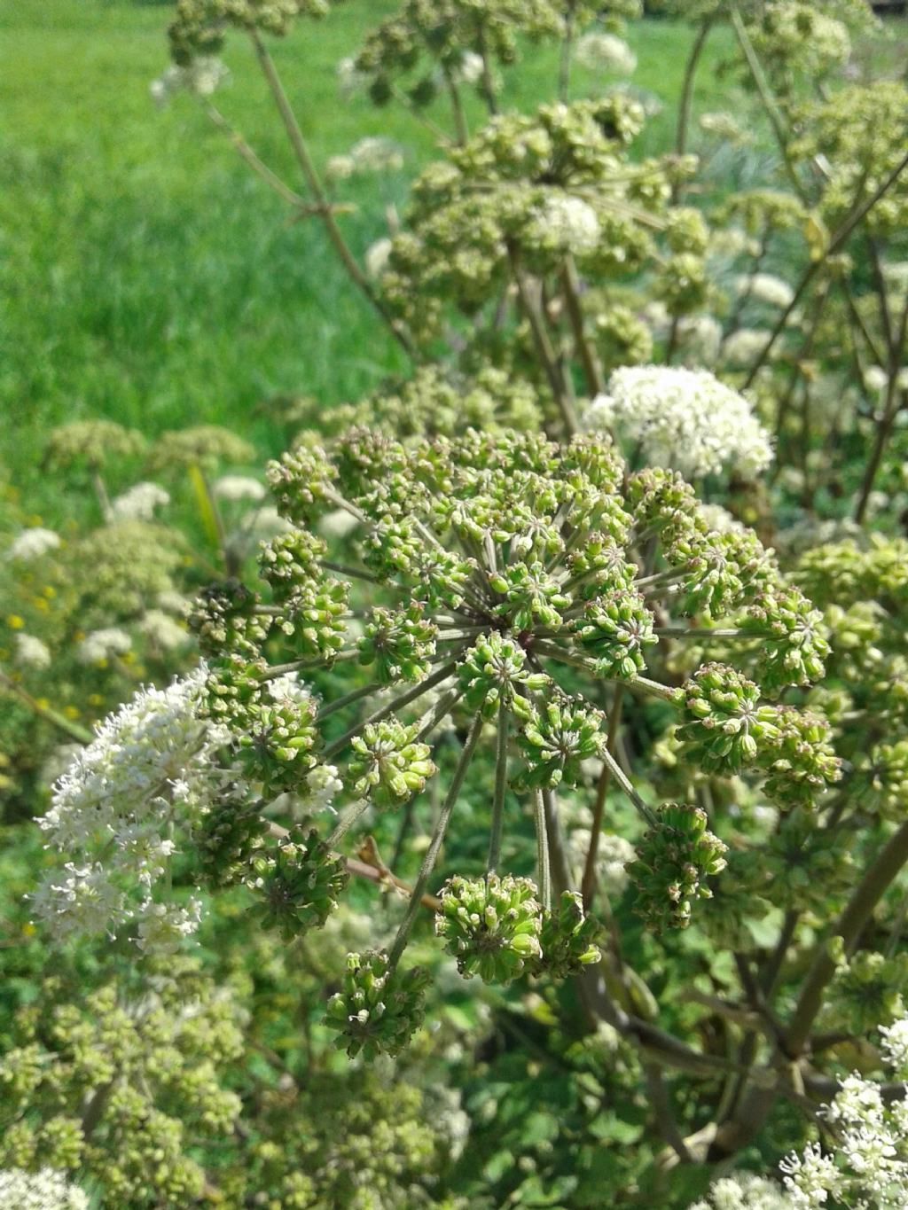 Ombrellifera gigante: Angelica sylvestris