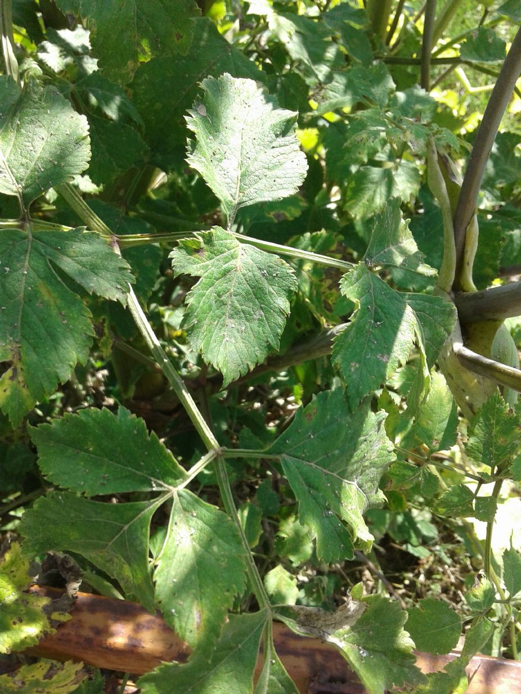 Ombrellifera gigante: Angelica sylvestris