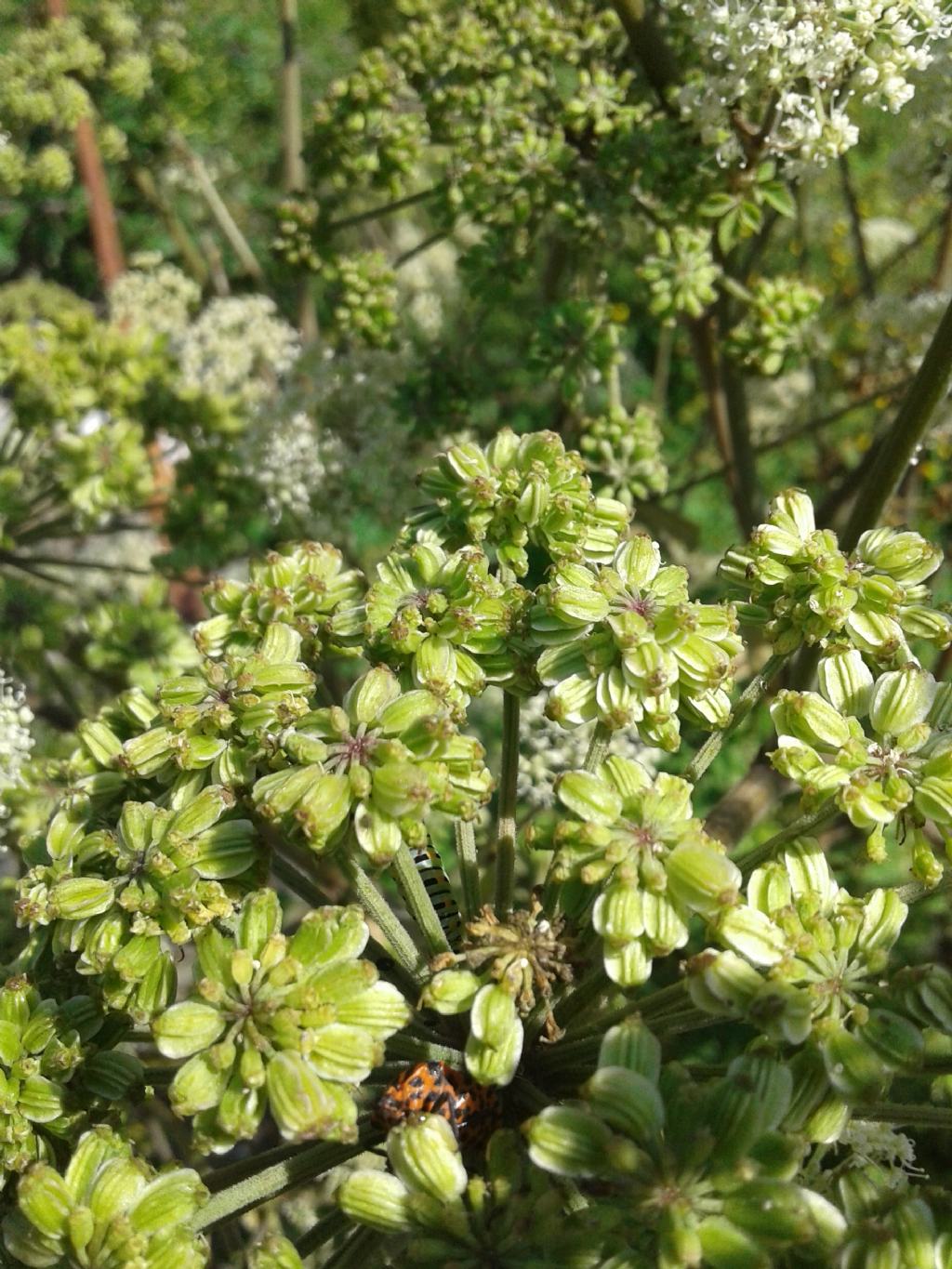 Ombrellifera gigante: Angelica sylvestris