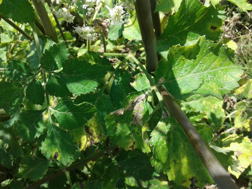 Ombrellifera gigante: Angelica sylvestris