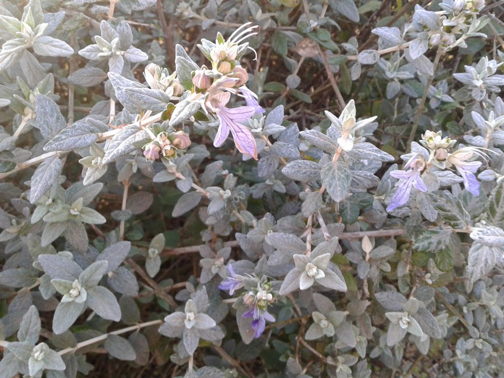 Teucrium fruticans