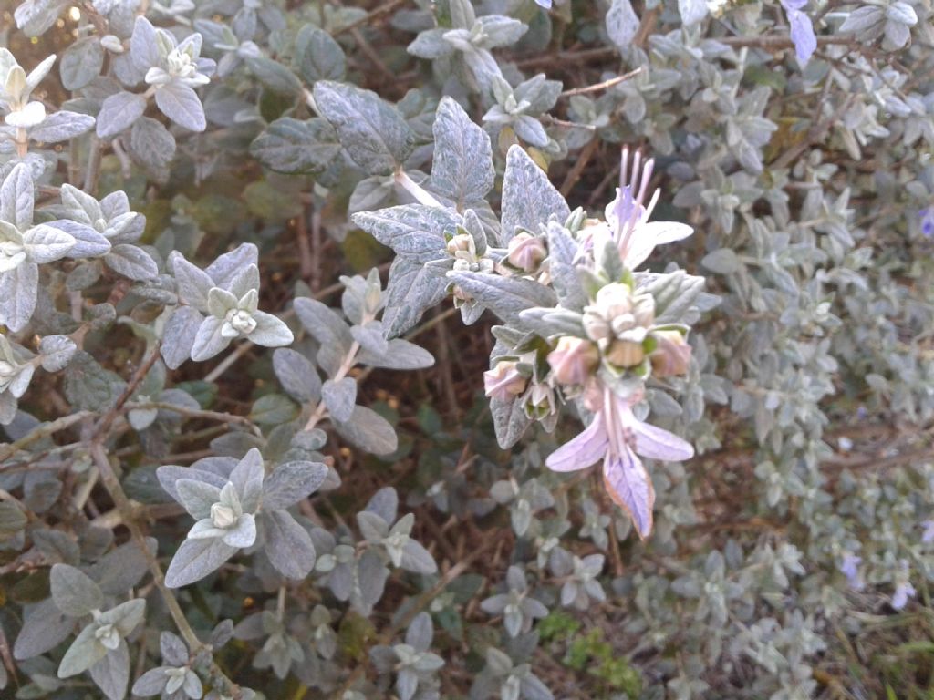 Teucrium fruticans