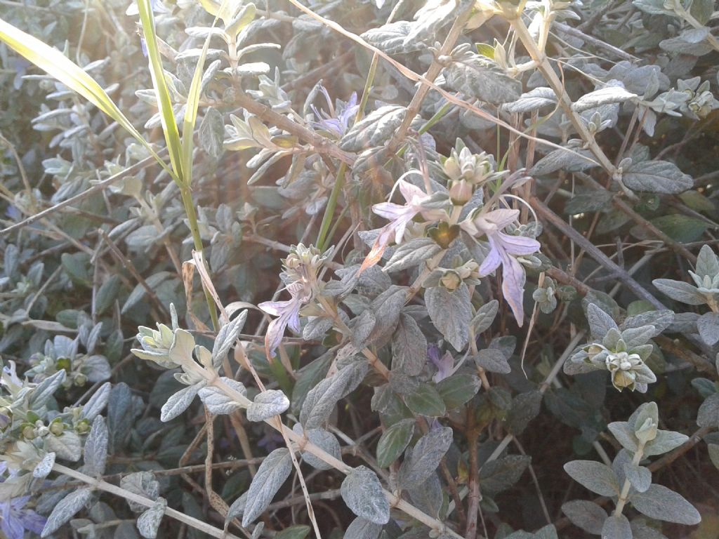 Teucrium fruticans