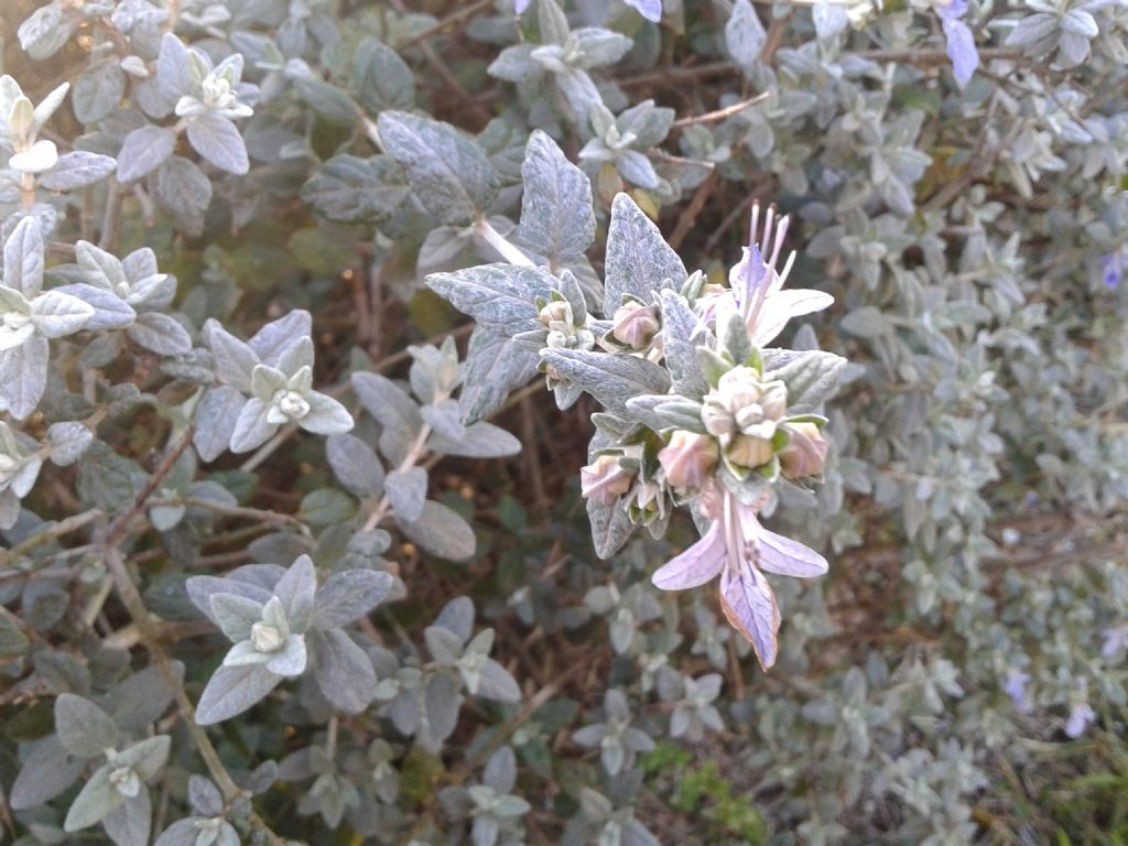 Teucrium fruticans