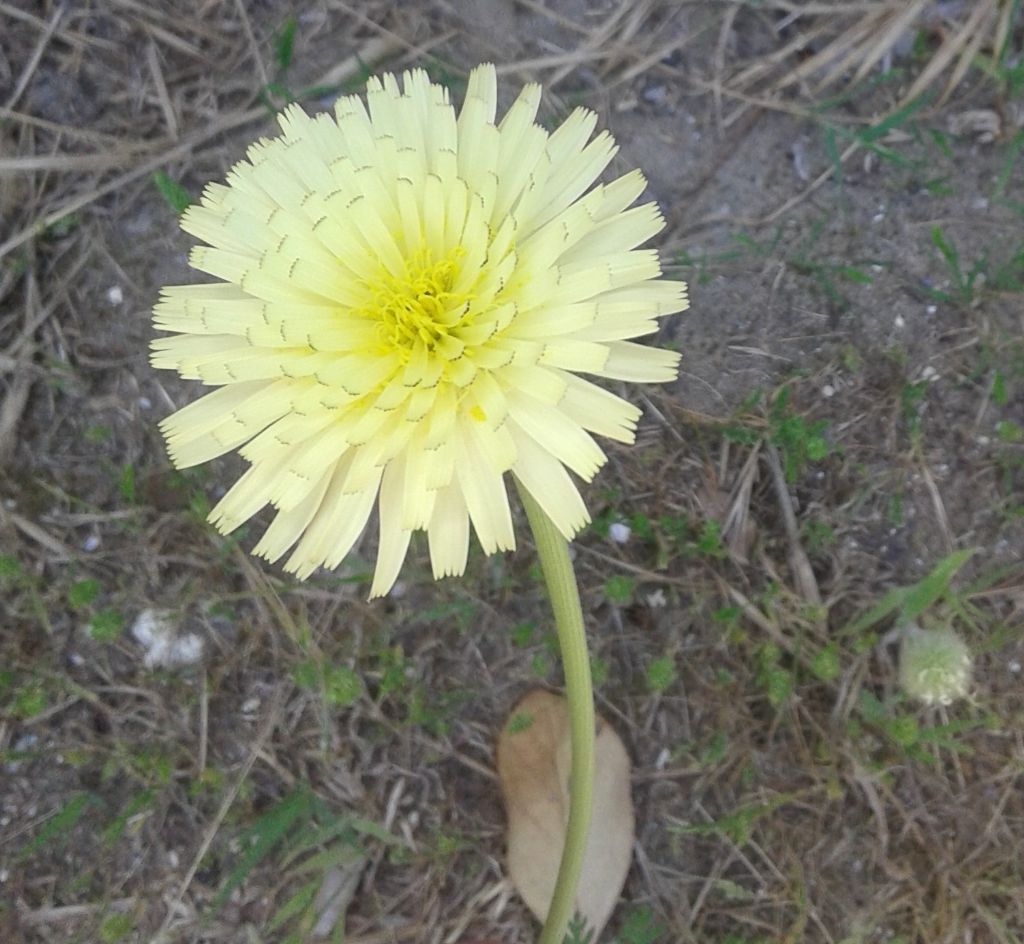 Asteraceae: Urospermum dalechampii