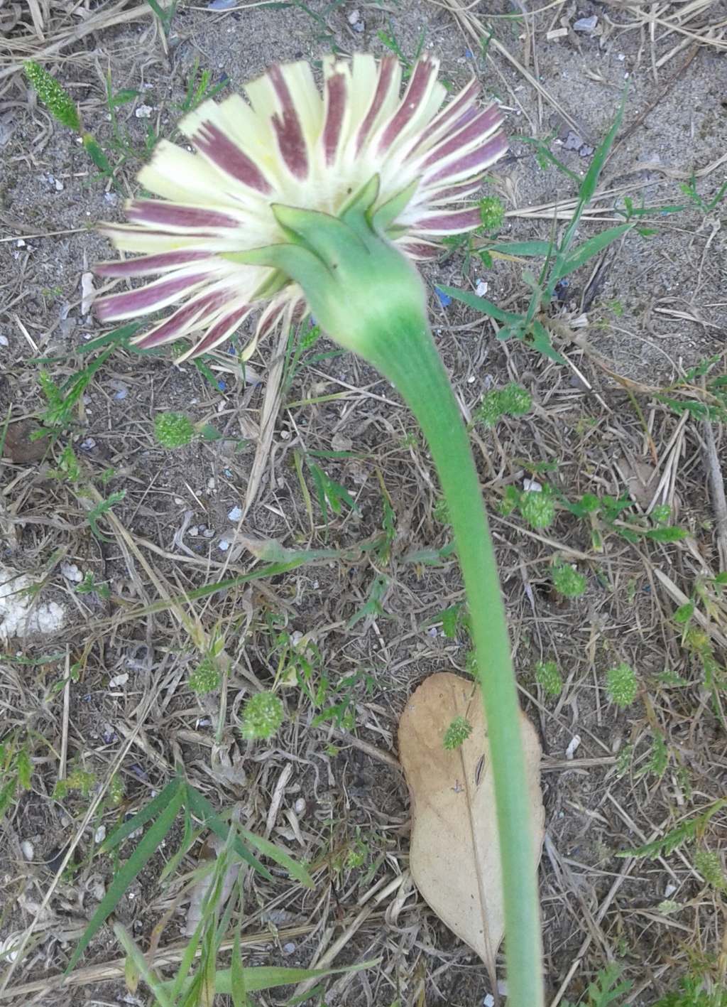 Asteraceae: Urospermum dalechampii