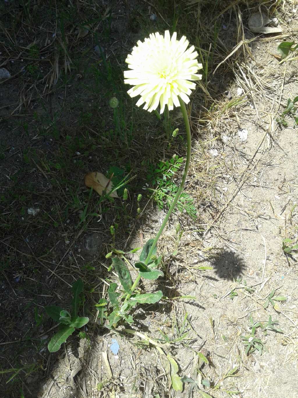 Asteraceae: Urospermum dalechampii